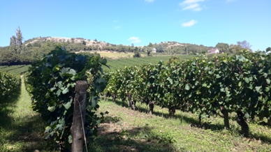 Rangées vignes